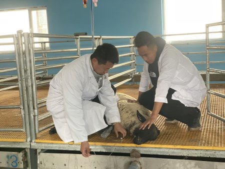 Мал хэвтүүлэн эмчилдэг эмнэлэг үйл ажиллагаагаа эхлээд 2 жил болжээ.