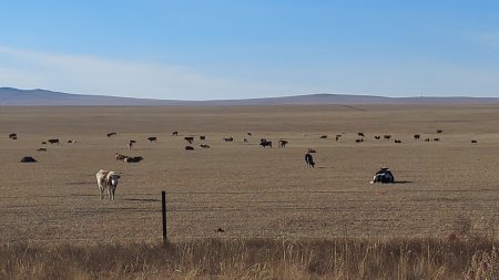 Мал, бэлчээрийг тэнцвэржүүлэх аргыг төрийн дэмжлэгтэйгээр хэрэгжүүлж байна