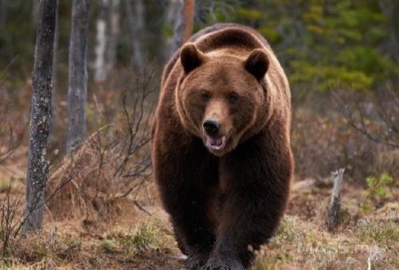 Монголд хоёр хоногийн хугацаанд баавгайтай холбоотой 62 тохиолдол бүртгэгджээ