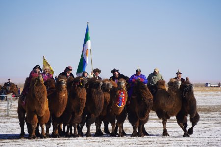 О.Эрдэнэ-Өрнөх: Тэмээ бол бүс нутгийн эдийн засгийг тэлэх, ажлын байр нэмэгдүүлэх чухал боломж